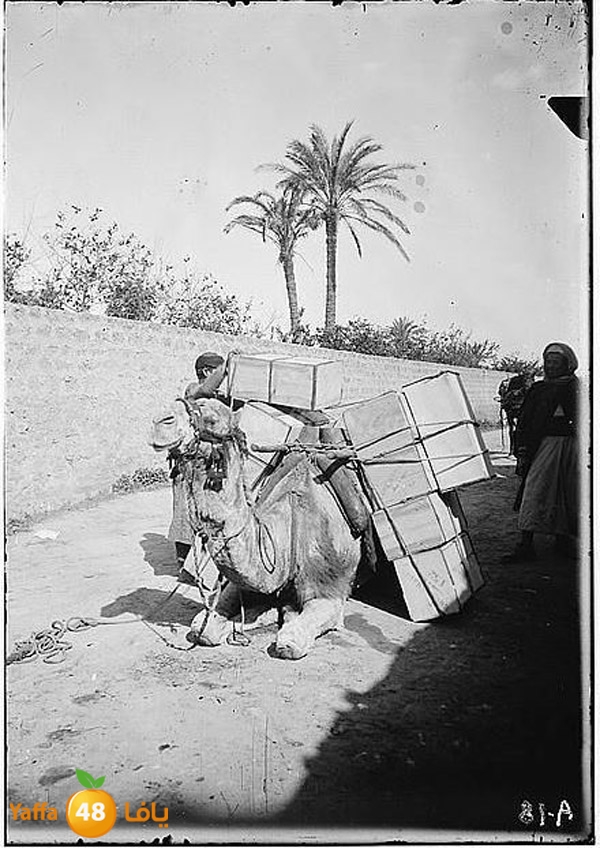 old yaffa 3j3 (12).JPG